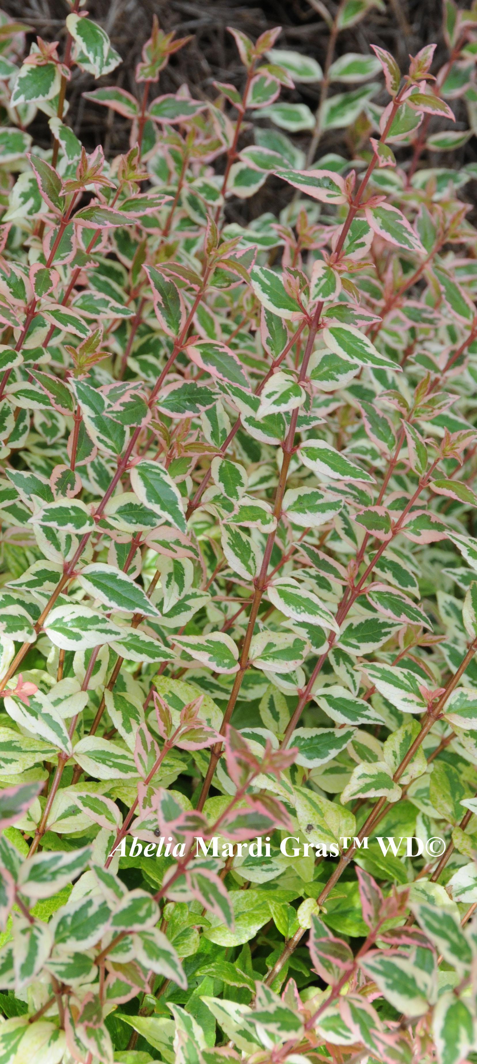 Abelia xgrandiflora Cultivars - Canyon Creek and others