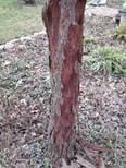 Redbud bark 