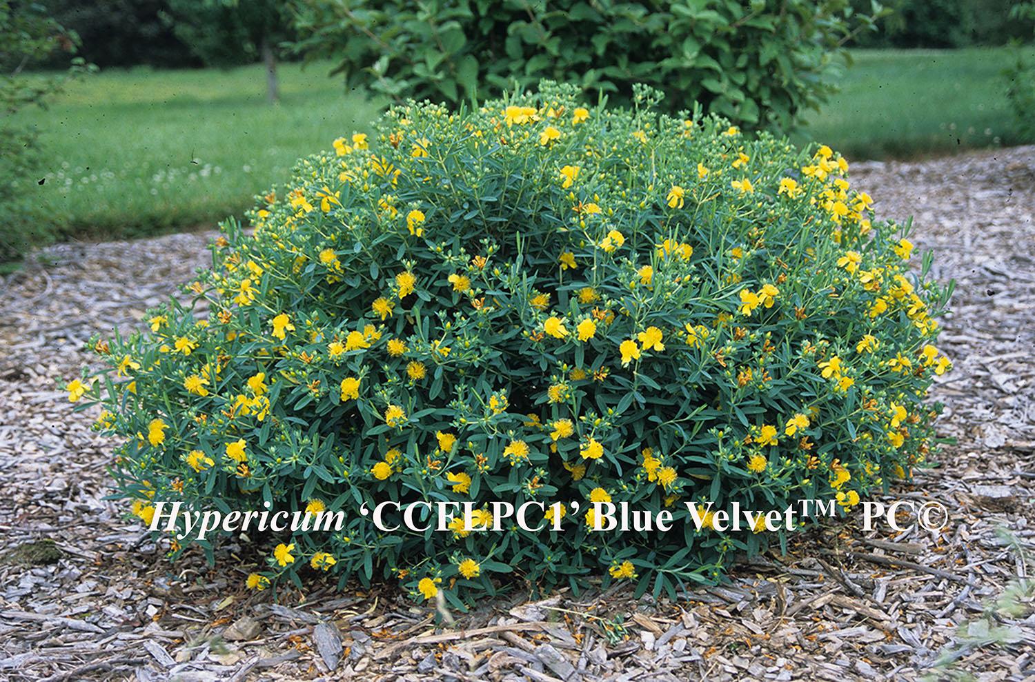 Hypericum ‘CCFLPC1’ Blue Velvet